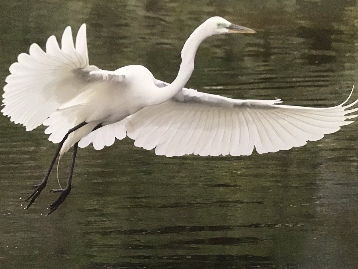 Seizingmoment's tweet photo. #summer visitor #wingspan #whiteplummage
GreatEgret https://t.co/z1fm27lYzS