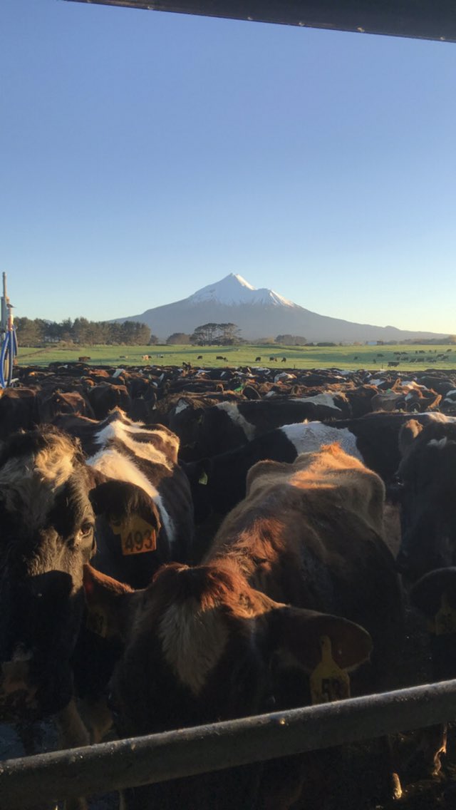 sievwright1's tweet photo. Celebrating World milk day 🥛🐄👨🏽‍🌾 
#WorldMilkDay #Dairy #grasstomilk https://t.co/POVtMoMqpp