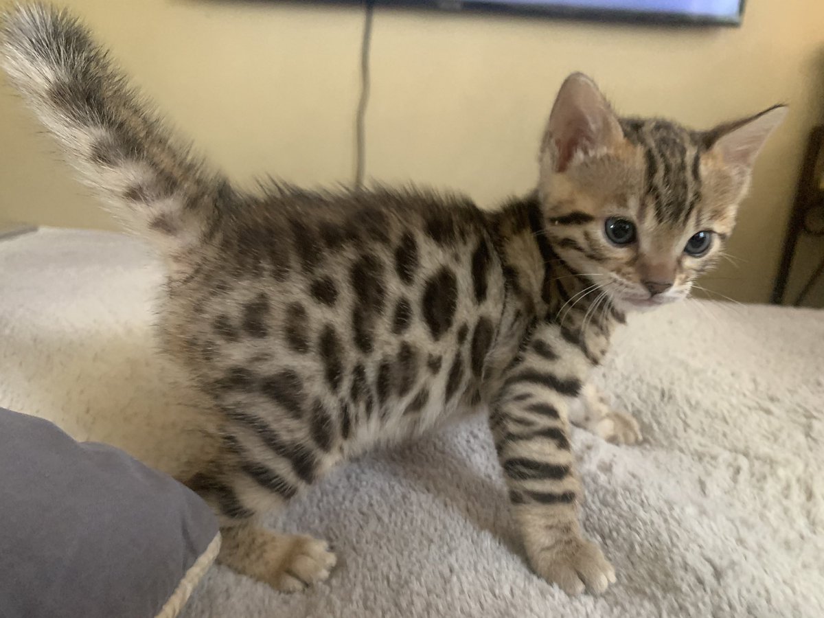 5280Bengals's tweet photo. 𝕄𝕠𝕟𝕕𝕒𝕪 𝟙/𝟚 𝕒 𝕪𝕖𝕒𝕣 𝕚𝕟! ℍ𝕖𝕝𝕝𝕠𝕁𝕦𝕟𝕖 https://t.co/Tzy8ugOdMS