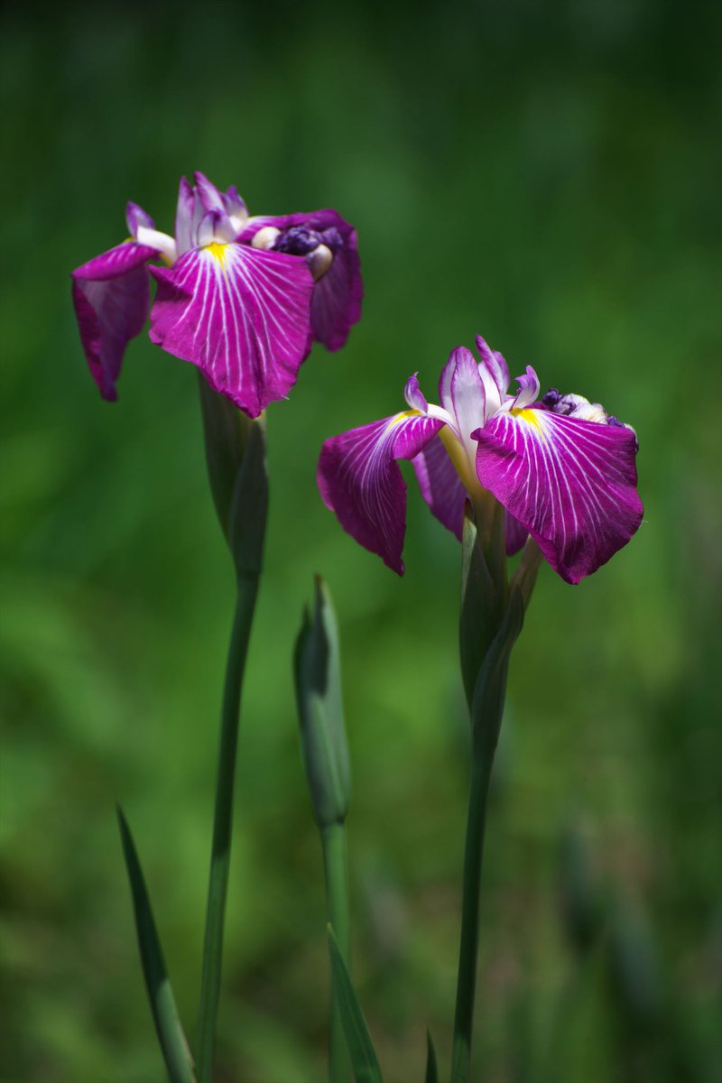 Tamotsu Daiku 花を撮ってると季節が感じられます 名古屋 鶴舞公園 菖蒲 花の写真 日本の風景 写真好きな人と繋がりたい 写真撮ってる人と繫がりたい 花菖蒲 ファインダーの越しの私の世界 週末カメラマン Tamotsu Daiku 花を撮ってると季節が感じられます 名古屋 鶴舞公園 菖蒲 花の写真 日本の風景 写真好きな人と繋がりたい 写真撮ってる人と繫がりたい 花菖蒲 ファインダーの越しの私の世界 週末カメラマン