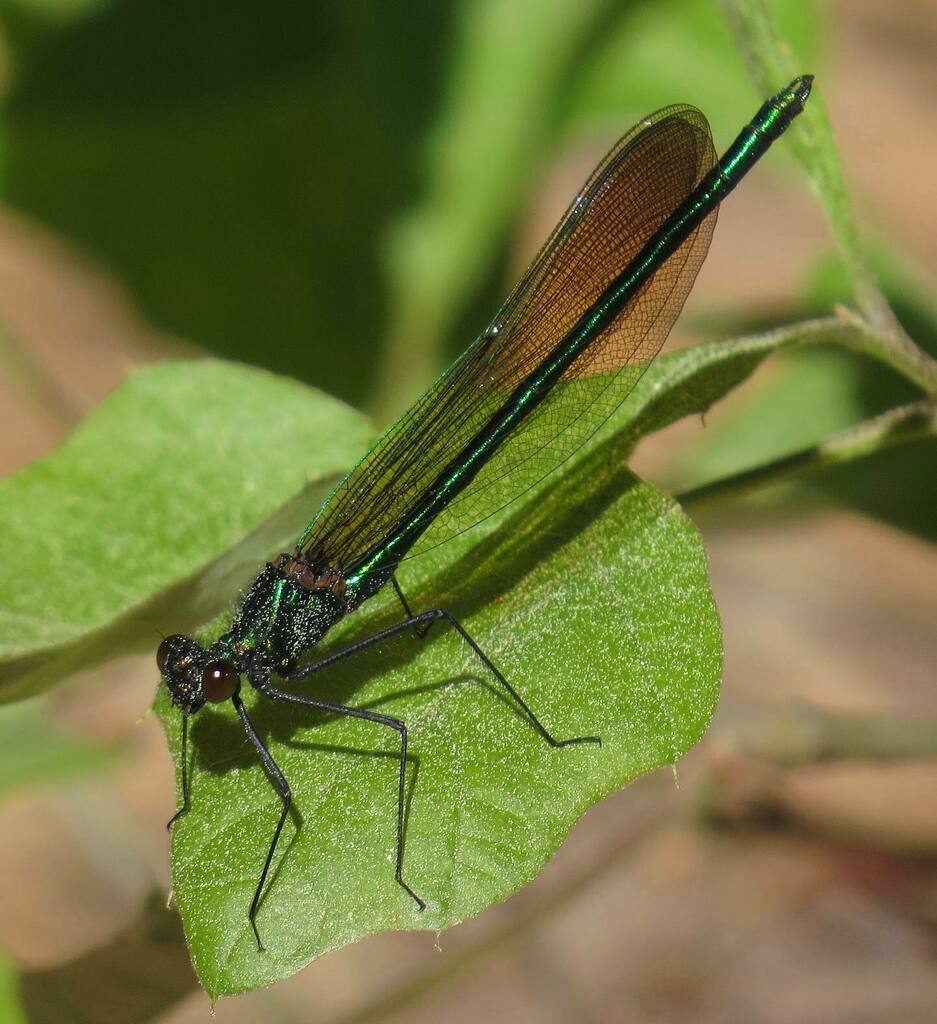 A male Ebony Jewelwing. This broad-winged damselfly was delightfully plentiful yesterday along the edges of the Moosup River floodplain in westernmost Rhode Island. A jewel in every sense. #ebonyjewelwing #calopteryx instagr.am/p/CA5RCNggHSC/