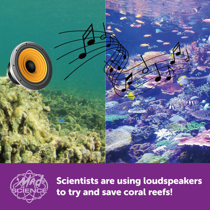 Scientists are using an out-of-the-box idea to bring life back to coral reefs affected by rising ocean temperatures. They’re playing the sounds from healthy reefs over loudspeakers in the Ocean, which is attracting fish that are crucial for reef survival.