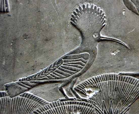 Yara_Haridy's tweet photo. Looking to show support for #BlackBirdersWeek? #PostABird and to spread some avian love!

Imma bump some Egyptian Bird Hieroglyphs below👇

First up the Hoopoe! 
In #AncientEgypt they were sacred and a symbol for heredity and successorship! https://t.co/8pljMOyz7M