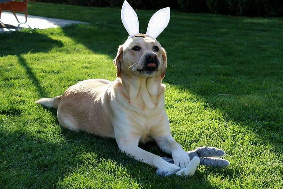 Labrabbitor #WacomPet