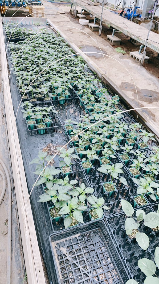 『苗屋さん』

トマト屋さんの次は苗屋さん🌱

農業高校の野菜苗がコロナの影響であまりまくってます🌱

通常なら1鉢100円
1トレイ（24鉢）2400円のところを1800円で販売します。🥦

ブロ雅農園で販売します。
欲しい方はメッセージ下さい。
配達不可でソレイユの丘前まで取りに来ていただける方限定。