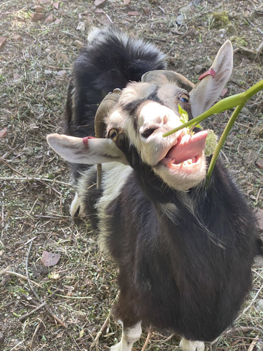 AbigailRiem's tweet photo. I have named him Bert 🐐 #hungrycustomer #goat #newfriends https://t.co/fSMu9PsHKi
