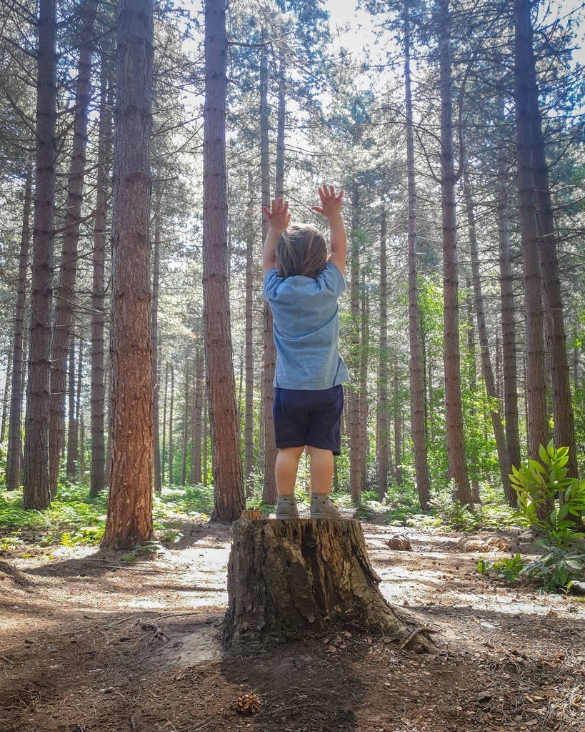 jmgolfcoaching's tweet photo. Let's be a tree... 🙌 #nature #walk #woods #pine #forest #imagination #trees #noahandtheworld https://t.co/qd9CZbmzm6 https://t.co/nUsMMxeA9T