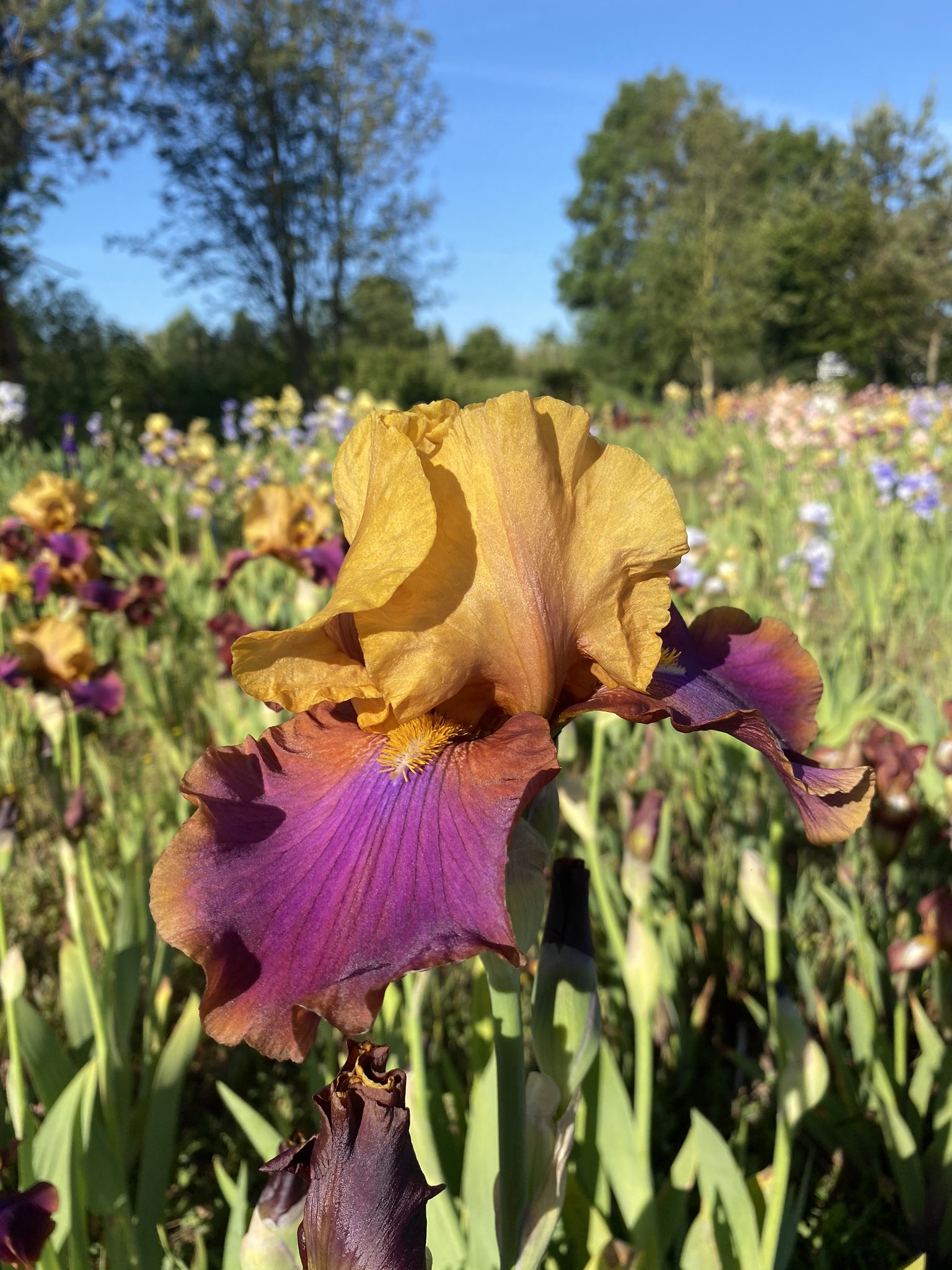 Seagate Nurseries on Twitter "TB iris ‘syncopation’ always one of our