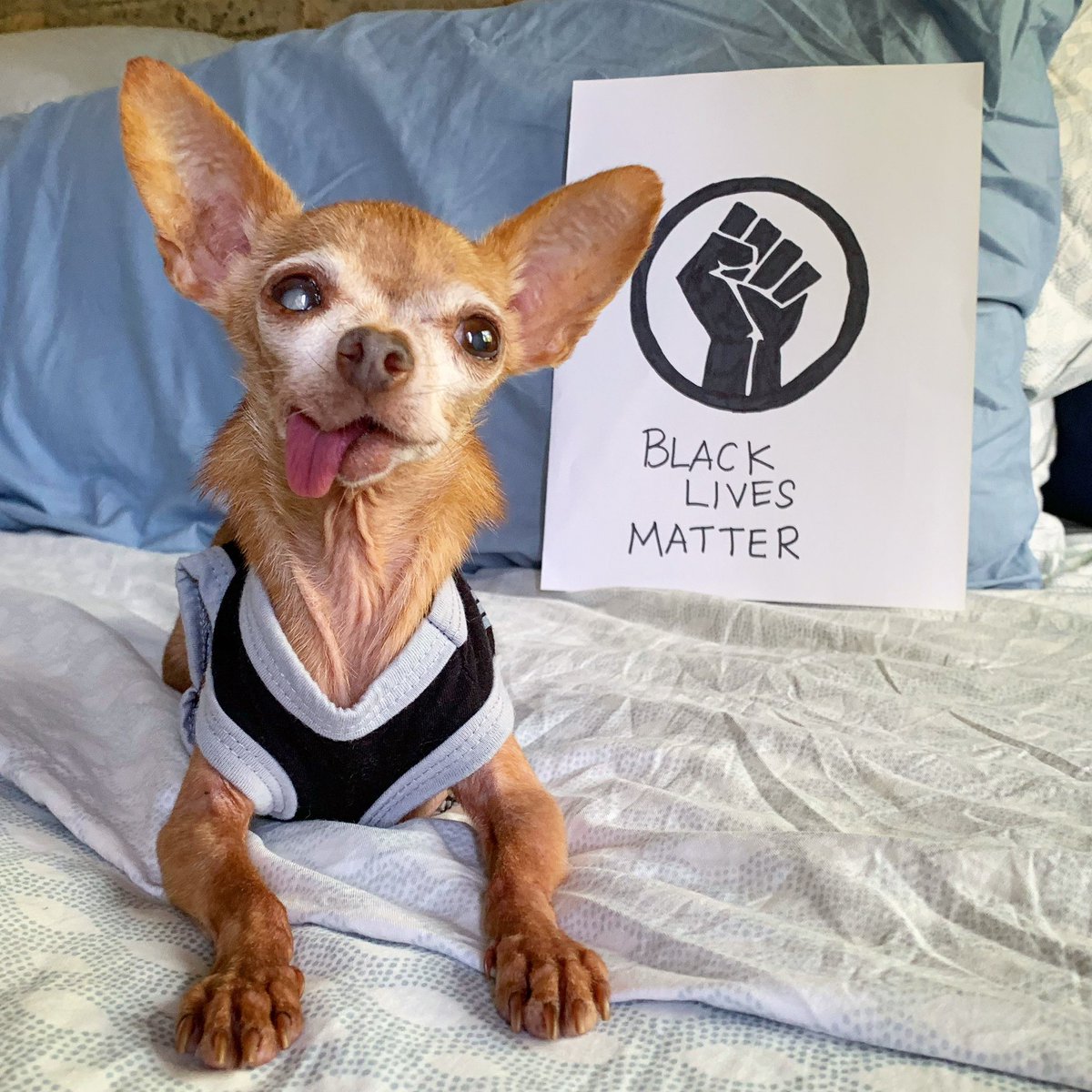 Mervinchihuahua's tweet photo. We were out marching and protesting in NYC all weekend. We see you, we hear you, we will fight for you. #BlackLivesMatter https://t.co/MObXCAhvCs