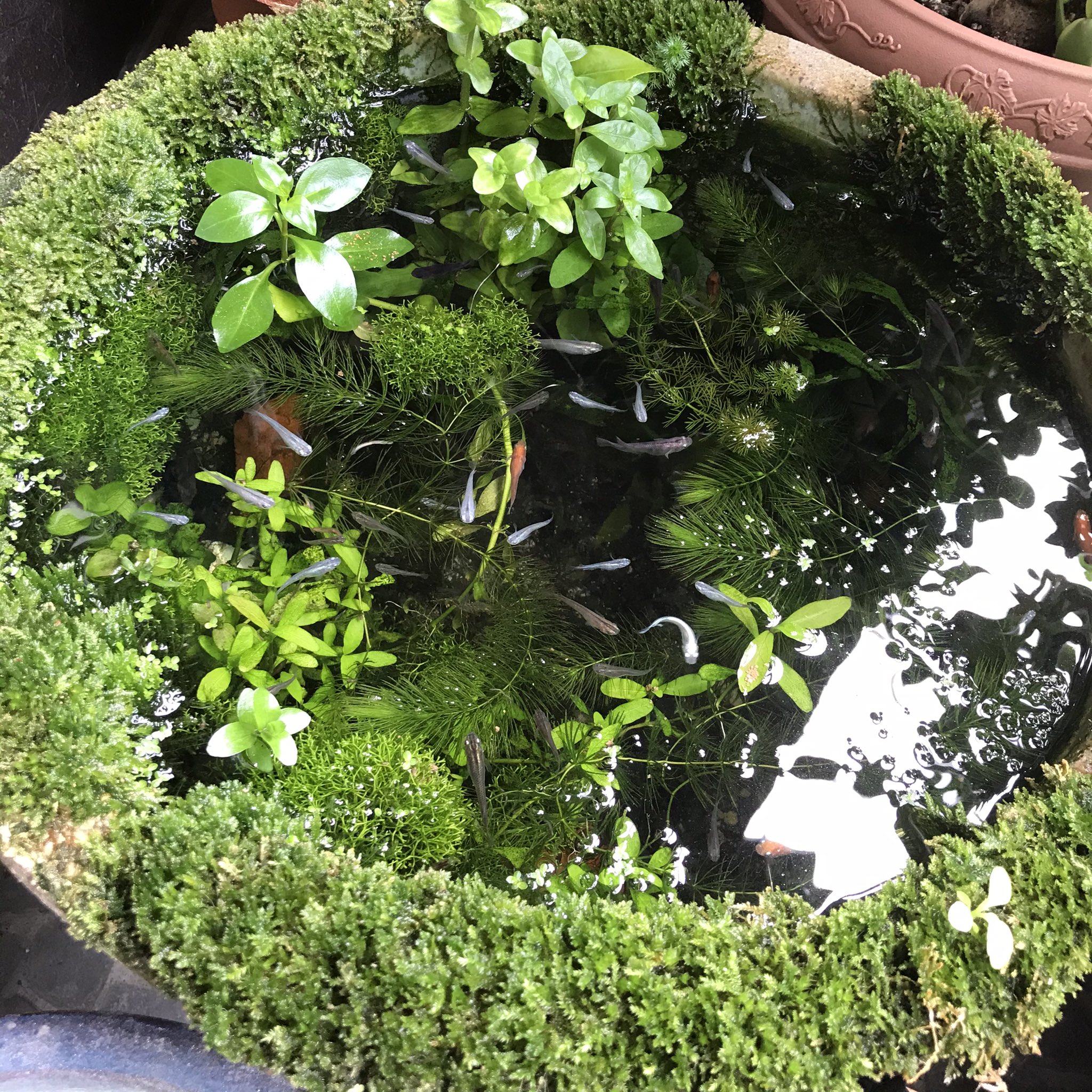 Sow ビオの鉢にウィローモスが活着して縁にまでもさもさして良い感じ て思ってたら前 に買って枯れたと思ってたリシアちゃんがいつの間にかモスを足場にめっちゃ増えてる 小さい鉢はボウフラわいたので大人に駆除してもらってる 孵化したら子メダカ