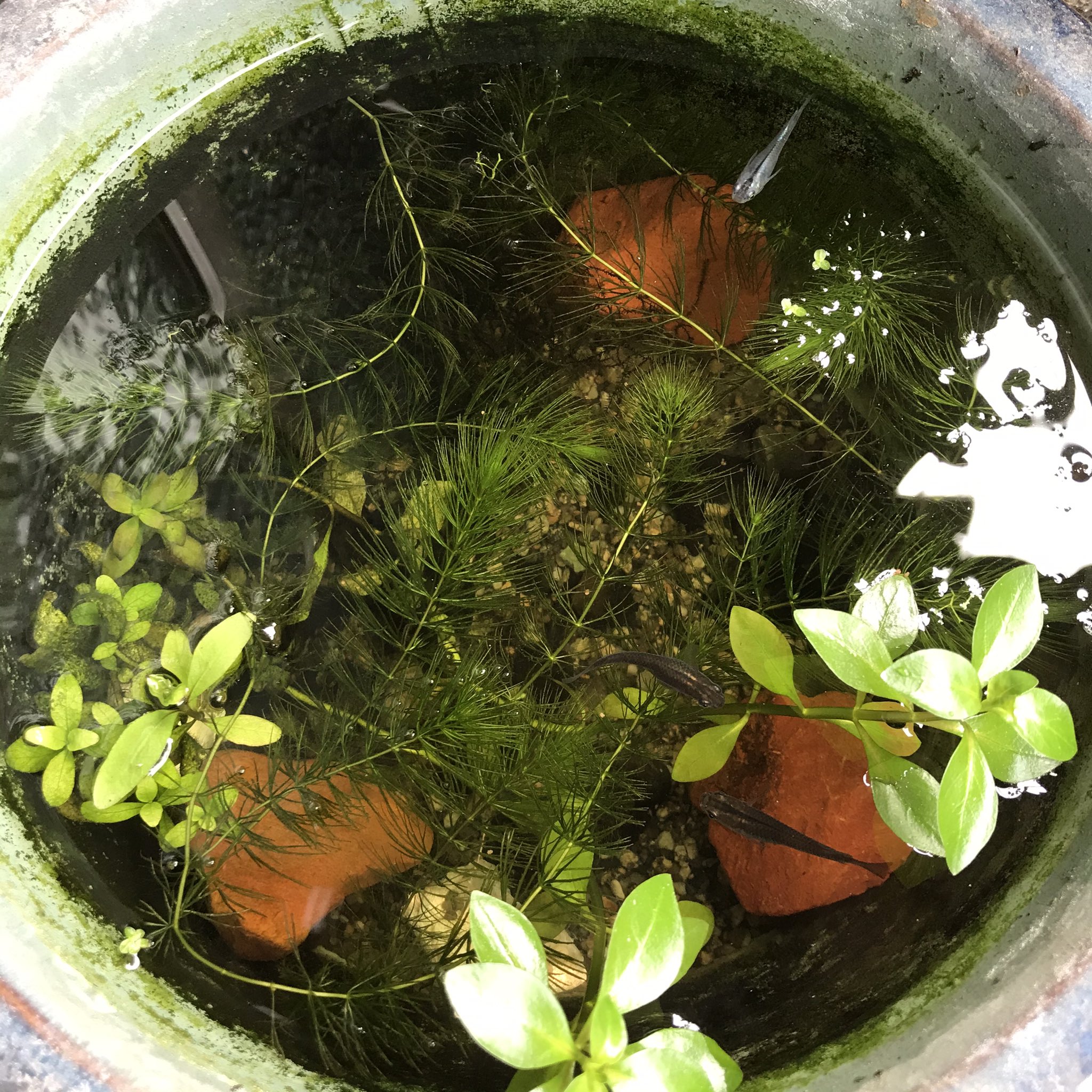 Sow ビオの鉢にウィローモスが活着して縁にまでもさもさして良い感じ て思ってたら前 に買って枯れたと思ってたリシアちゃんがいつの間にかモスを足場にめっちゃ増えてる 小さい鉢はボウフラわいたので大人に駆除してもらってる 孵化したら子メダカ