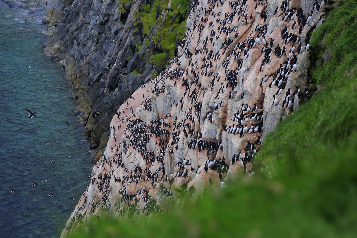 Climate change in Canada’s eastern Arctic has already altered the travel, diet and safety of thick-billed murres.

They're some of the most numerous birds in the circumpolar world arctictoday.com/climate-change…
by @sikugirl via <a href="/NunatsiaqNews/">Nunatsiaq News</a>