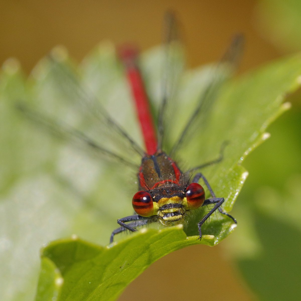 ISlingers's tweet photo. @WildSheffield Last few days we’ve had Large Red Damselflies in the garden. A first for us. https://t.co/RHjZ3HN0pl