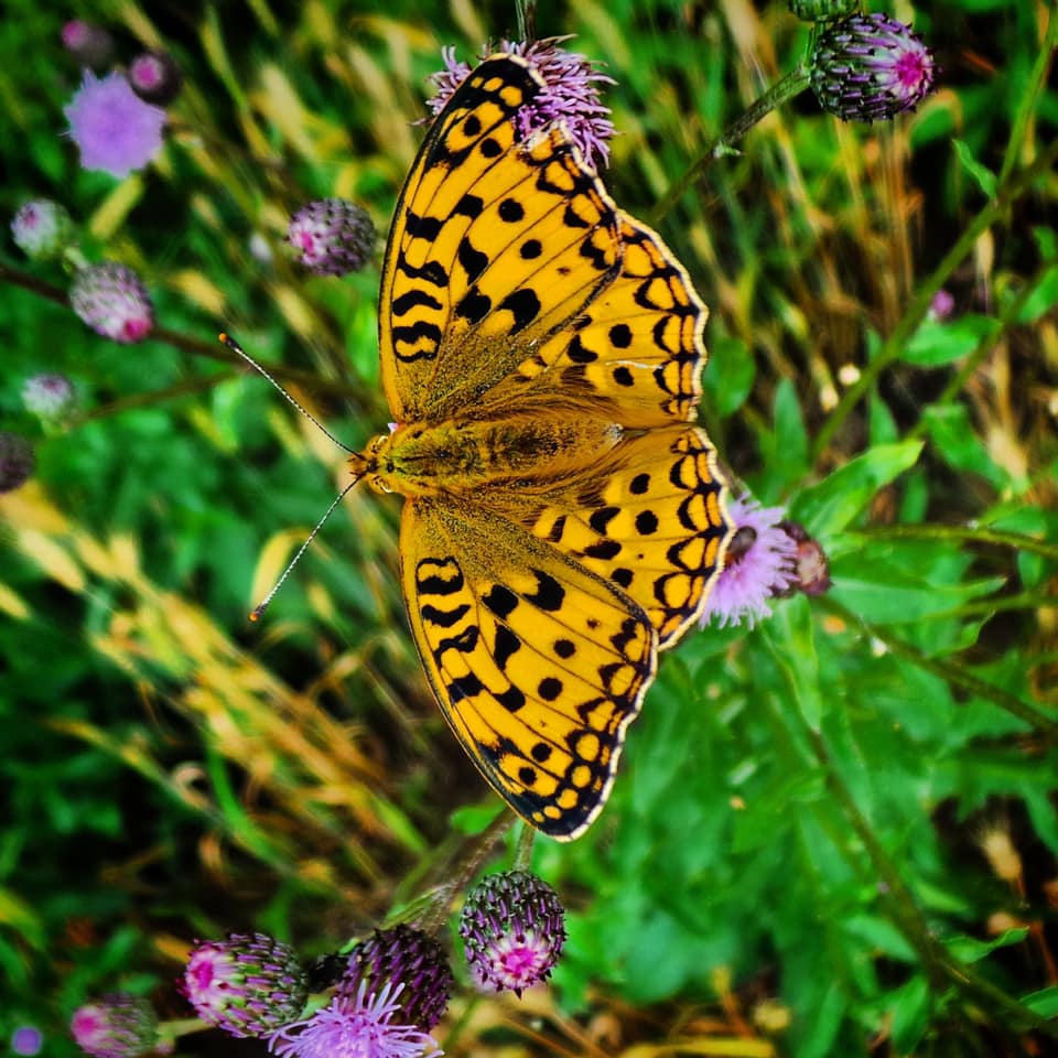 ПОДВЕДЕНЫ ИТОГИ РЕГИОНАЛЬНОГО КОНКУРСА ЭКОЛОГИЧЕСКОЙ ФОТОГРАФИИ «МОЯ ПЛАНЕТА»