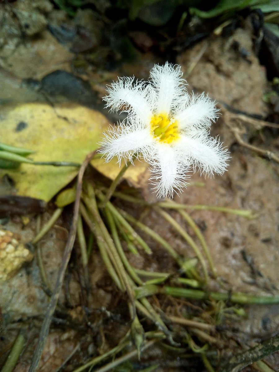 TasniaKabir3's tweet photo. PC:@TasniaKabir3
.
.
.
#beauty #photography #Bangladesh #outdoors #morning #natural #loveflower #camera #photographer #green #yellow #beautyofnature #moment #lovenature #beautifulBD #blur #happiness #village #Flower #without_edit #sylhet #tree #leaf #sunlight #yellow #GeorgeFloyd https://t.co/LgW7NqfLPb