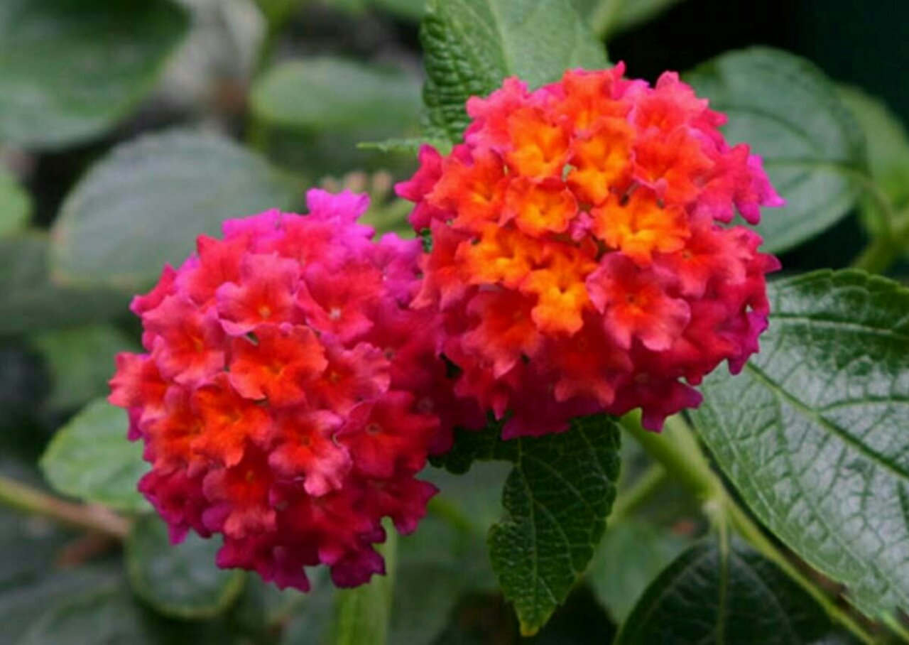 游布yuuko オリンピックにエールを على تويتر おはようございます 本日もよろしくお願い致し ます6 2 暑くなりそうな関東地方です 初夏から晩秋まで花いっぱいに 咲き続けるランタナの花 夏の花に相応しく元気いっぱい そっと背中を押してくれる 火曜日 元気に