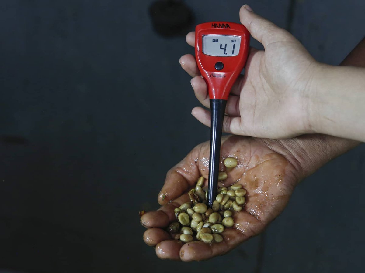 FedeCafeteros's tweet photo. #FotosDelDía 📸 • Agradecemos #hoy el esfuerzo de las manos laboriosas, que acompañan nuestra #CosechaCafetera 🙌🏻🌱☕️ y hacen de nuestro @CafedeColombia un producto único y excepcional☕️🇨🇴 #ColombiaEsCafé  #CaficulturaColombiana 
*Fotos de @fnc_cauca https://t.co/T2AfkmFEAy