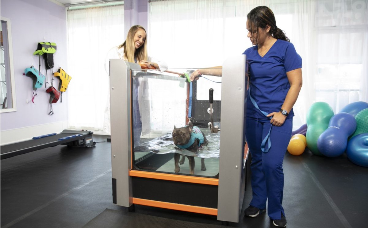 healingpawscenter954 tweet media