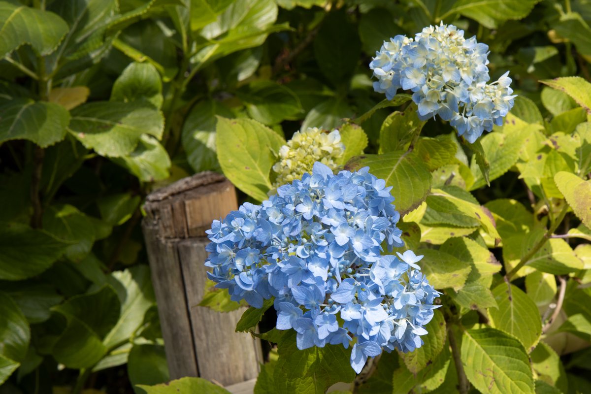 We Love 静岡 あじさい寺 極楽寺 5月の最後 極楽寺のあじさいはまだまだ すこ し 咲いてるところが あったけどね 今週末かしらね 見頃は あじさい寺 極楽寺 紫陽花 あじさい 紫陽花寺 紫陽花の季節 森町 写真で楽しむ森町