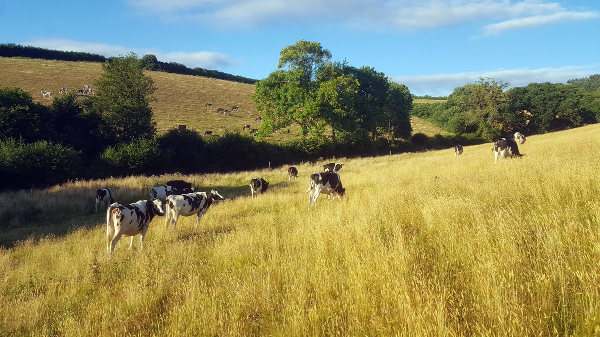 MattThompson158's tweet photo. These from back a couple of years ago with with Clinton Devon Estates #WorldMilkDay @ClintonDevon https://t.co/8kpNh1iaIR