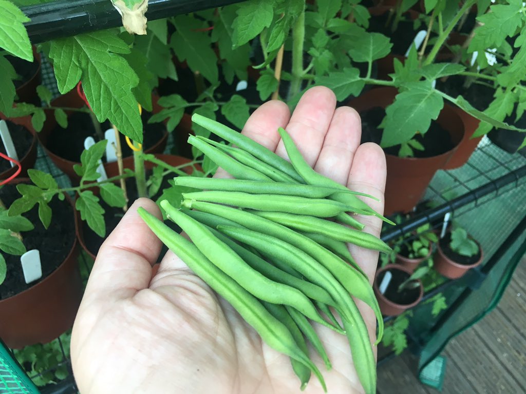 Finding daily beans to eat - on plants *I* grew from seed - is like my own private treasure hunt: it fills me with childish glee every time I discover a ripe one amongst the lush green foliage. Such a simple thing, but it makes me so happy. (And they are delicious!) 