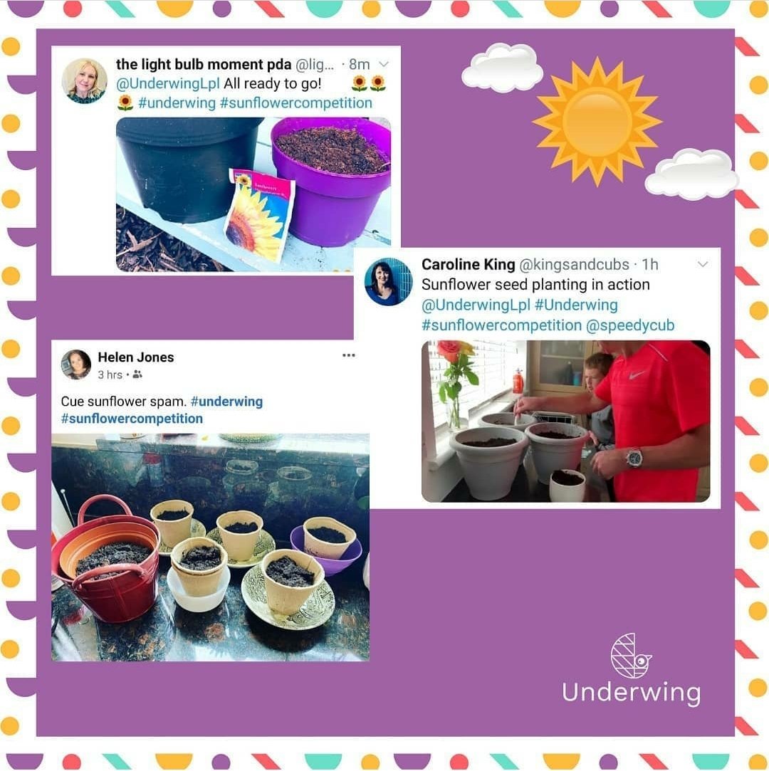 UnderwingLpl's tweet photo. How's yours getting on?⁠
⁠
Don't forget to keep tagging @underwinglpl #underwing #sunflowercompetition⁠
⁠
Last pics must be submitted on the 30th June and show the plant's height using a ruler or measuring tape next to it. Winner announced on the 1st July
 #sunflowers🌻 https://t.co/ohFaigSaec