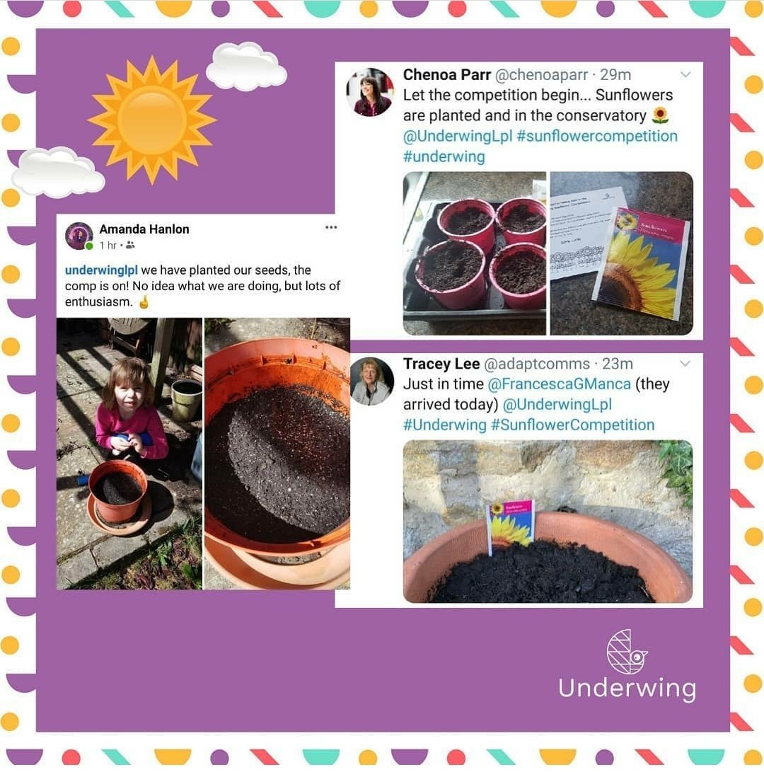 UnderwingLpl's tweet photo. How's yours getting on?⁠
⁠
Don't forget to keep tagging @underwinglpl #underwing #sunflowercompetition⁠
⁠
Last pics must be submitted on the 30th June and show the plant's height using a ruler or measuring tape next to it. Winner announced on the 1st July
 #sunflowers🌻 https://t.co/ohFaigSaec