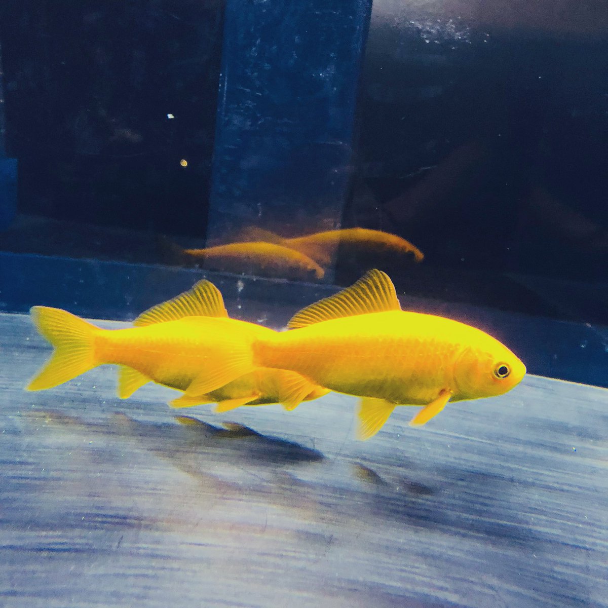 うろこⁿ 京都水族館で見た黄色い金魚の写真 フォルダから出て来てジャンプ