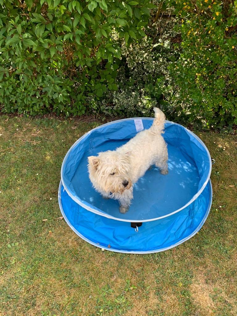 Millie has enjoyed cooling down in her new paddling pool this afternoon.