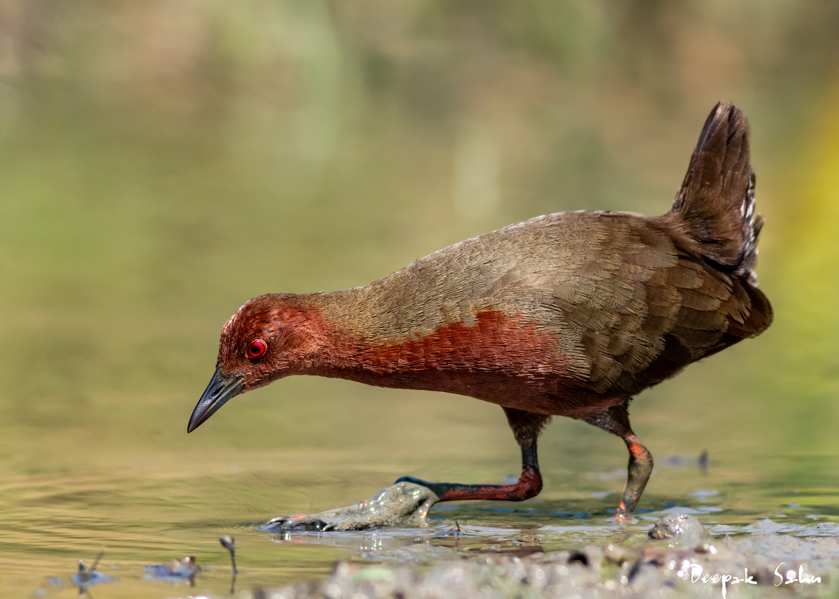 mrdeepaksahu's tweet image. Ruddy-breasted Crake , Mangalajodi, Odisha
#Mangalajodi
#Odisha #crake #bird #animals #nature #wildlife
#wildlifephotography #birdphotography 
@BBSRBuzz
  
@BBCEarthAsia
 
@WildlifeMag
 
@NatGeoPhotos
 
@orientbirdclub
 
@birdcountindia
 
@Avibase
 
@Canon_India