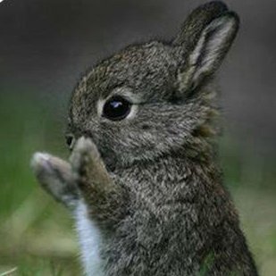 How did I forget bunnies https://abs.twimg.com/emoji/v2/... draggable=