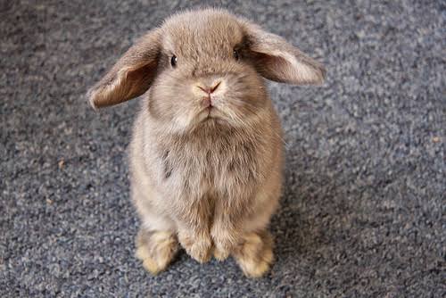 How did I forget bunnies https://abs.twimg.com/emoji/v2/... draggable=