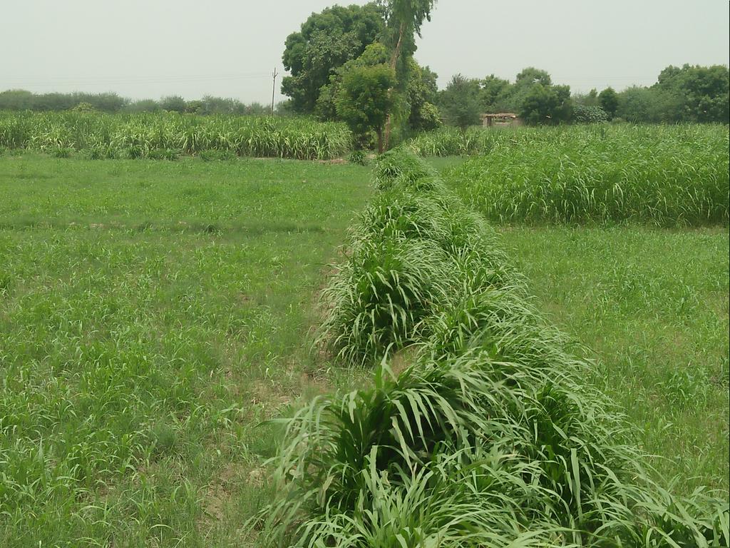 ShahzamanPandhi's tweet image. #Sohni Dhartee #Allah rakhe, Qadam Qadam Abad #FieldAssistant #Agricuture #Extension #TandoAllahy