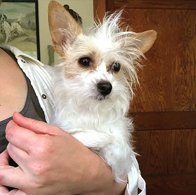 funshine's tweet photo. This little dog, I swear 😄 https://t.co/YQ9OIWIMsZ