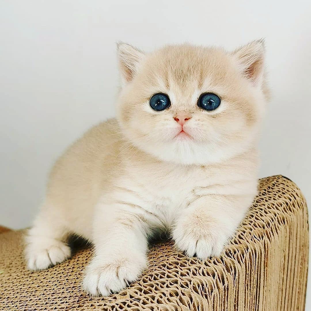 So cute ❤

follow:<a href="/SweetyKitttyy/">Sweety Kitttyy</a> 
.
.
#cat #cats #Caturday #CatsOfTwitter #catlovers #usa #uk