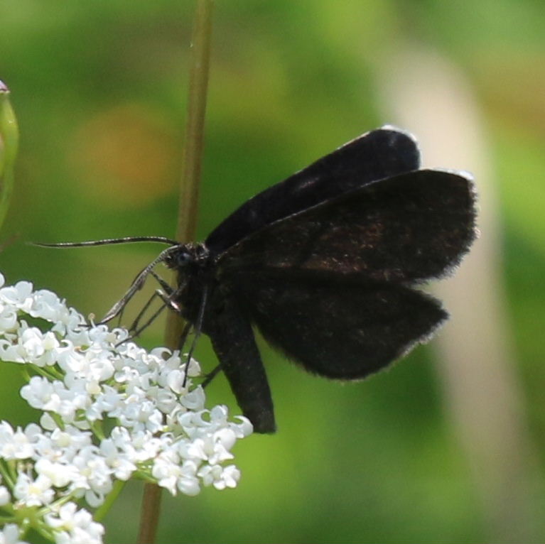petefillery's tweet photo. Chimney Sweeper Moth: A pretty, black, day-flying #moth with white wing tips and sparkles like coal dust in the sunshine 🌞 Nationally scarce in #UK. Feeds on the #flowers and #seeds of #Pignut which fills the #meadow we walk in and has been allowed to let #nature heal 🖤 https://t.co/nxca8AlIC8