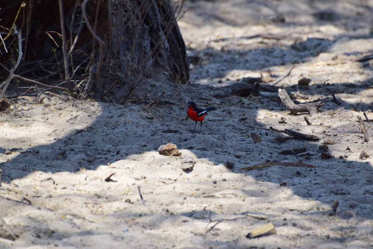 The #MakgadikgadiPansNationalPark is a treasure trove bird watching with some brightly and strikingly coloured birds. The Crimson Breasted Shrike and the Southern Pied Babbler are two that always seem out of place in the brown of the savannah 
#PostABird #BlackInNature