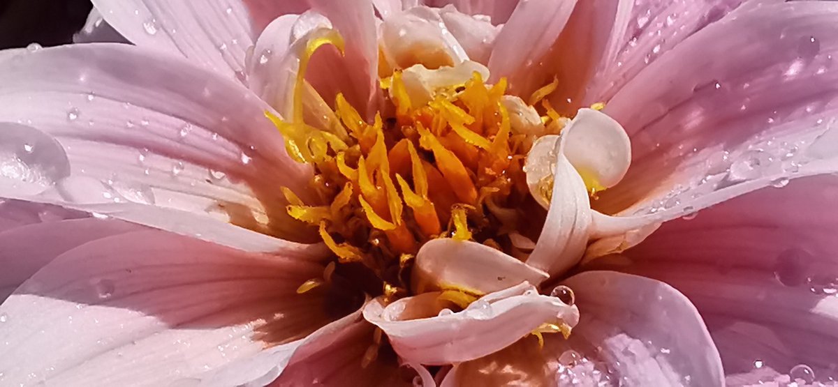 magnumlady's tweet photo. In the garden #BloomAtHome #BloomwithRTE https://t.co/fnwXHLI5xB