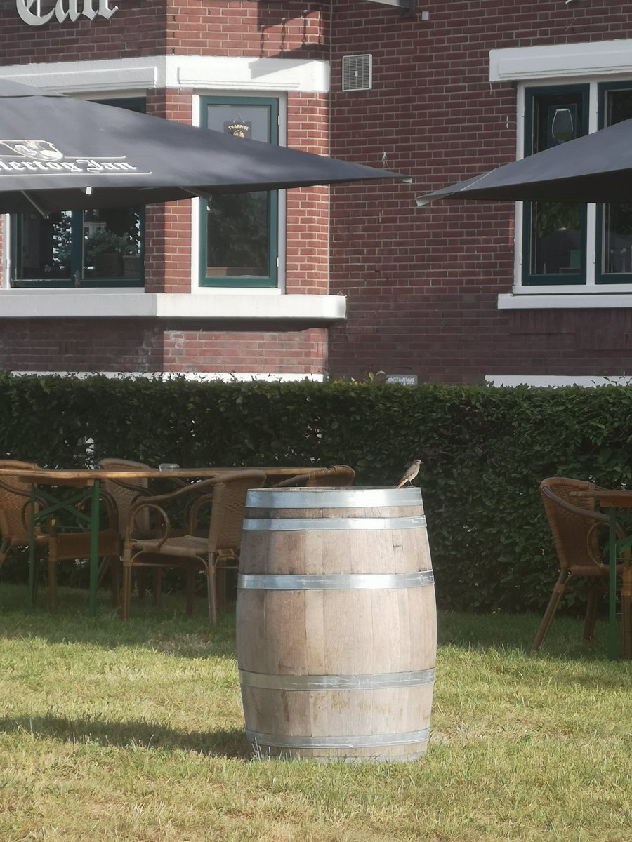TrashWorksElza's tweet photo. @vogelnieuws is dit een gekraagde roodstaart (vrouw)? Meedere keren gezien in Noord Limburg in (stads/dorps)tuinen? https://t.co/F1nHjzHvbN