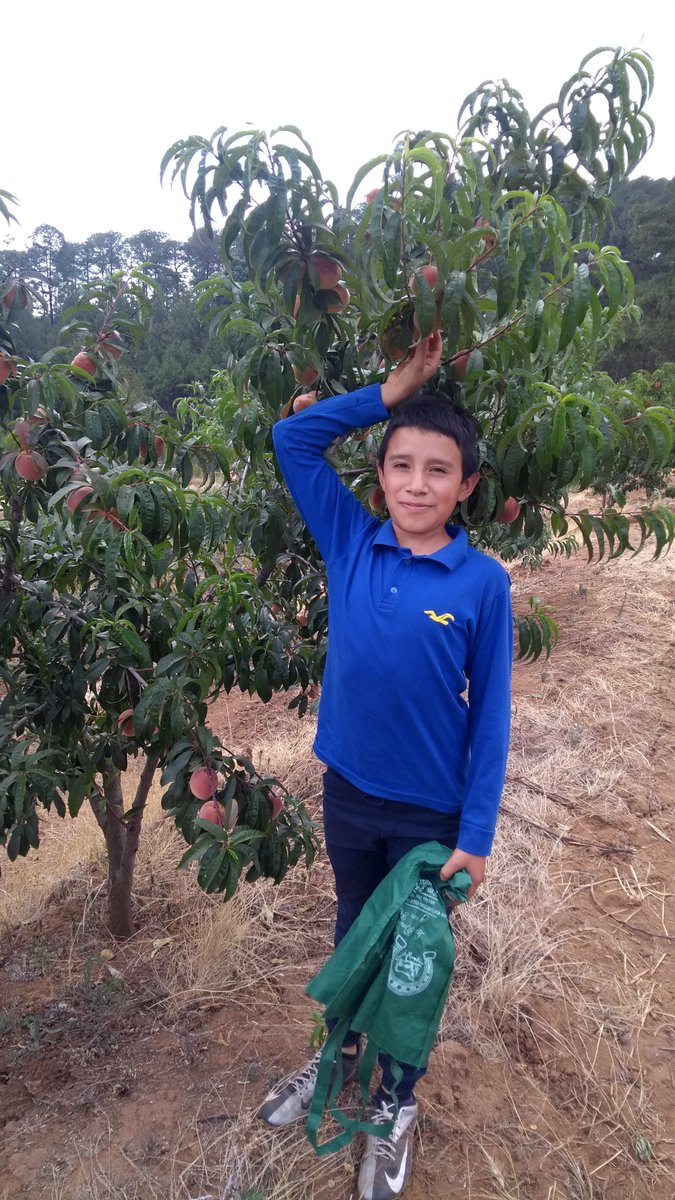 SpiigaSc's tweet photo. Cosecha de durazno (Var. Santa Mónica) AE #MIAF en humedad residual.  Generando un ingreso económico, cuando sistema convencional de producción aún no lo genera.
Tejocote Polvillas, Epitacio Huerta, Mich. #MasAgro https://t.co/fMS0nwfPBH