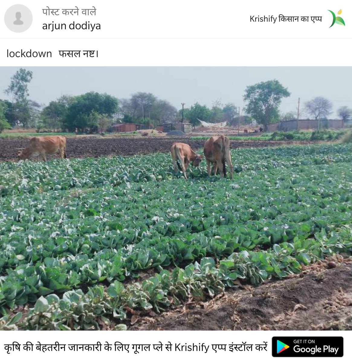 Rajesh_IITKgp's tweet image. Feel so bad for farmers who couldn&apos;t sell their crops in lockdown. Complete loss for them :( 
#krishify #farmers #lockdownindia #COVIDー19
@PMOIndia @nstomar  krishify.in/pISrzu13X6