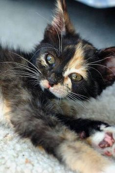 New Cat Condos tweet media