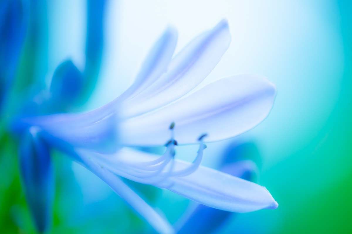 kaicosphoto's tweet photo. そろそろロケ撮影に行っても大丈夫なんだろうか・・・・
　という期待もこめて、去年、この時期に鶴見で撮影した花の写真でもあげておくわ。

１：山アジサイ（品種不明）
２：ハイドランジア（品種不明）
３：アガパンサス
４：シモツケ

#花　#鶴見緑地　#kai散歩　#kaipic https://t.co/k0BRs9nuIk