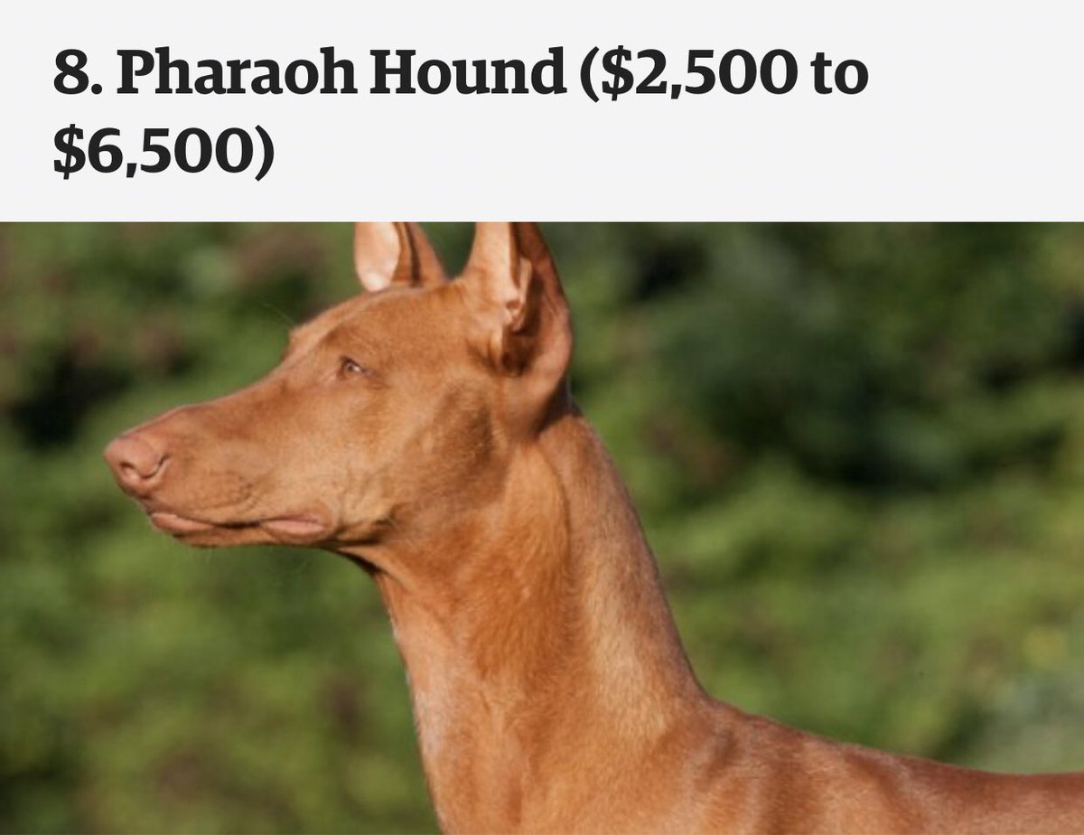 eddiebutita's tweet image. Hii mbwa ni expensive sana 2.5million to 6.5million Waaaa si wangeiita tu Gui Vuitton ama Guicci