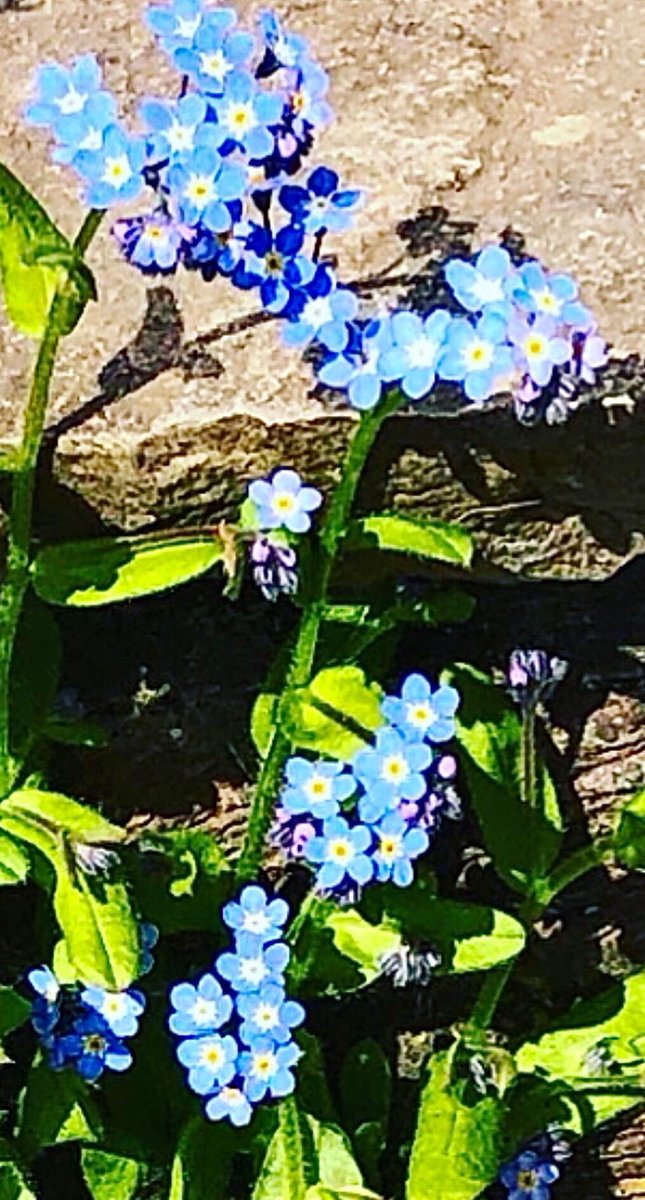 Forget Me Nots #DementiaAwarenessWeek2020 @alzscot