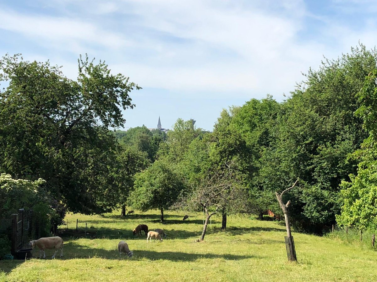 In de reeks (her)ontdekkingen van verborgen parels onder zachte #COVID19 -dwang:
-Sobieskipark Brussel-Laken
-Ascanuspad Bekkerzeel-Asse
-Woestijnwandeling Gooik-Strijland
Mooier worden wandelingen niet.