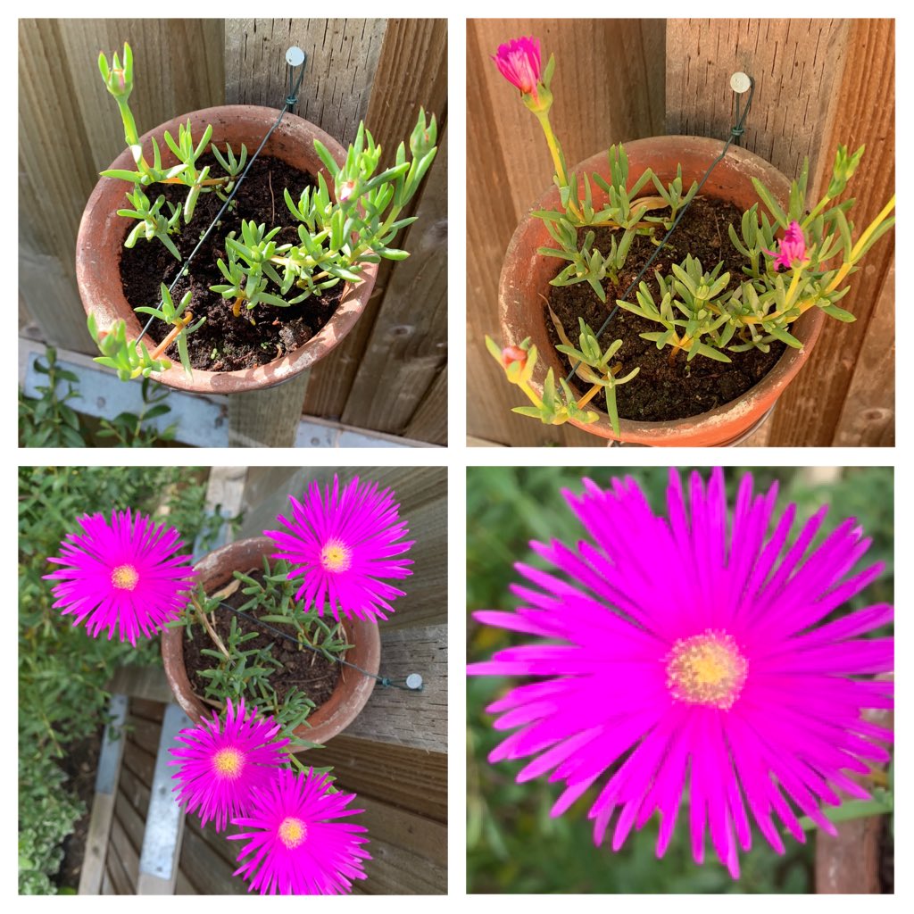 Whilst on the ⁦<a href="/charltonmanor/">Charlton Manor Sch</a>⁩ year 6 PGL trip in Norfolk the week before lockdown I took a few cuttings of this amazing little plant. It wasn’t in flower at the time but the colour is just so vibrant! I believe it is a Sea-fig (Carpobrotus chilensis)