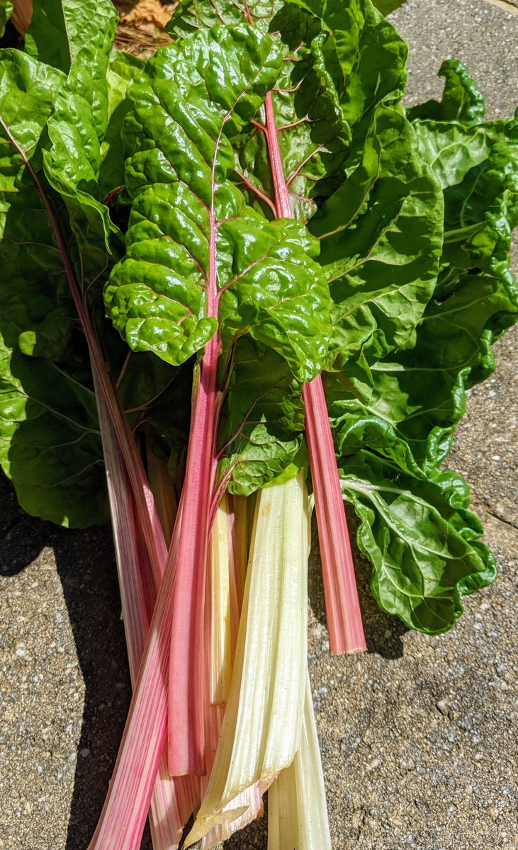 Here's the culinary prize pack from the end-of-the-year faculty/staff meeting <a href="/MaristSchool/">Marist School</a>. Genovese, Thai, and Holy Basils, zucchini, squash, rosemary, Rainbow Chard, and purple onions.  Threw in some sage, too--not pictured.  Get cooking!