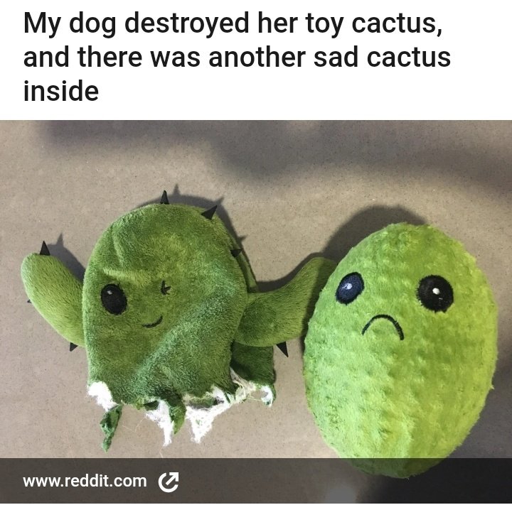cactus toy with sad cactus inside