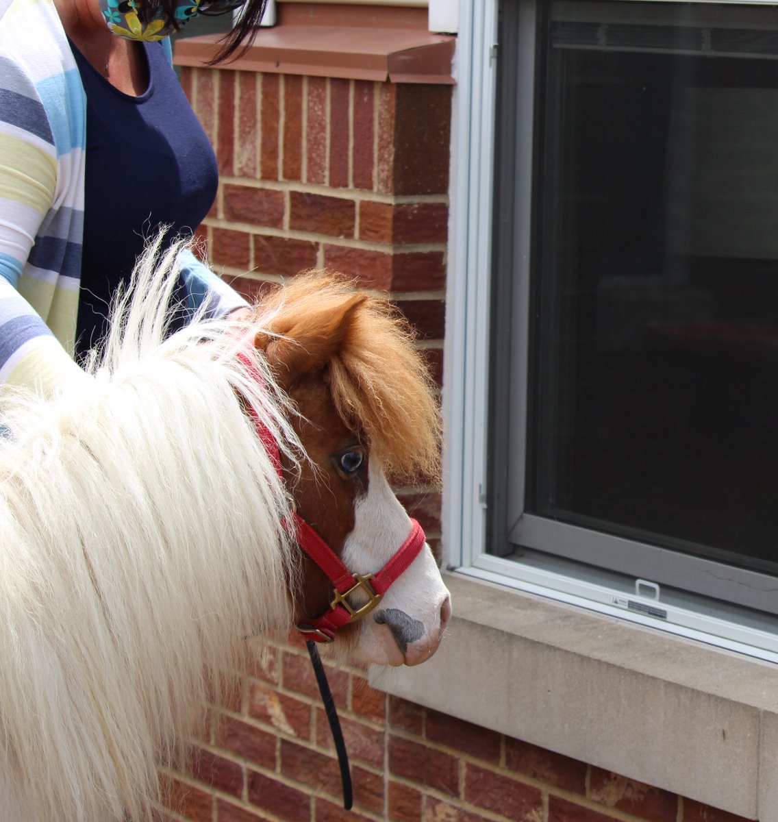 HETRA's tweet photo. We had an incredible time visiting @ImmanuelComm Lakeside Village last week with our miniature horses, Stormy &amp; Blue! Special thank you to HETRA Volunteer, Tracy, and Staff, Rachelle &amp; Rita as well as Immanuel for making this all possible! #HETRAhelps https://t.co/H28nOEfJ9R